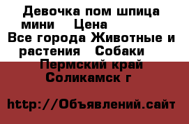 Девочка пом шпица мини  › Цена ­ 30 000 - Все города Животные и растения » Собаки   . Пермский край,Соликамск г.